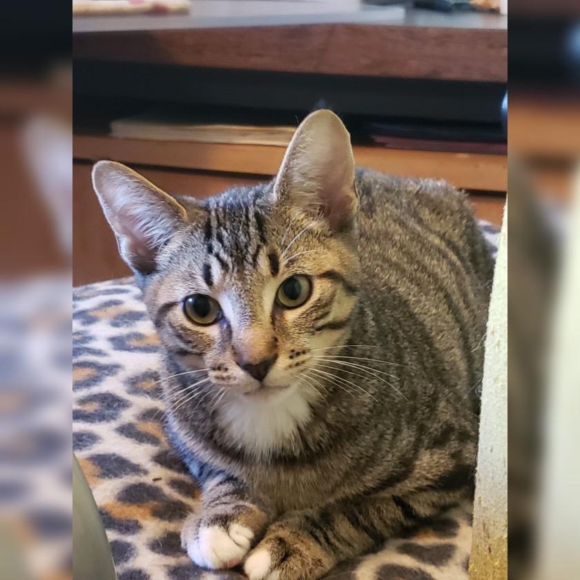 Enlarge Herbie, a Adoptable Domestic Short Hair in Salt Point, NY image 2/3