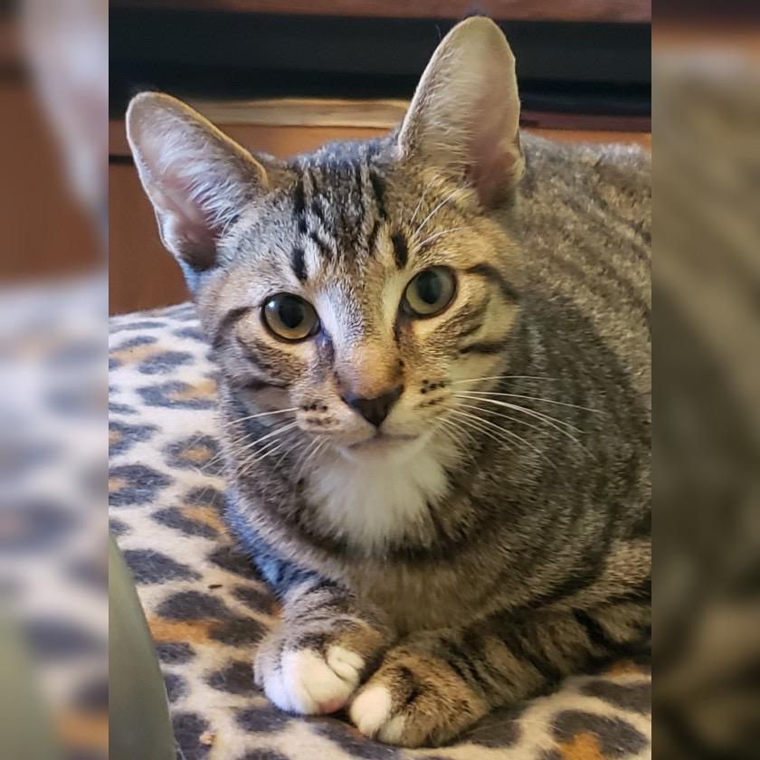 Herbie, Adoptable, Kitten Male Domestic Short Hair.