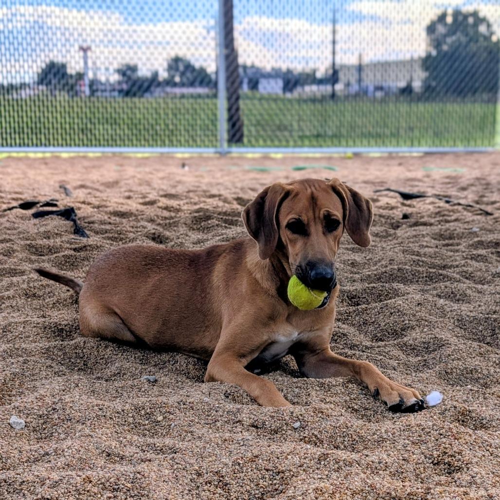 Cutie, Adoptable, Young Male Coonhound.