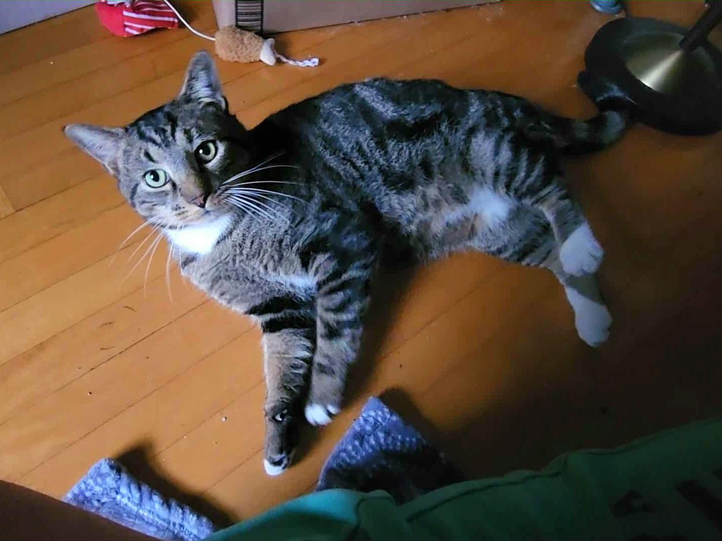 Leo, a Adoptable Domestic Short Hair in Amsterdam, NY image 1/5