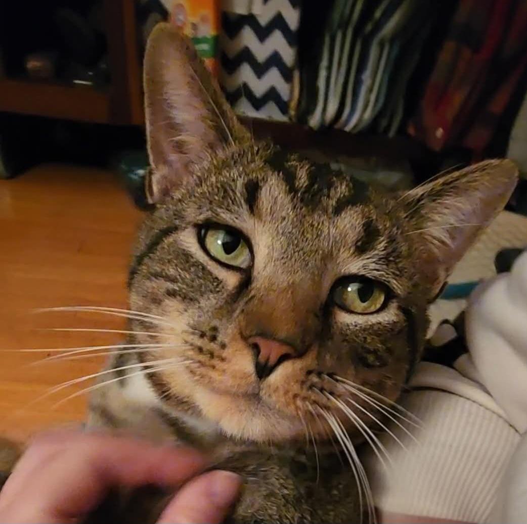 Leo, a Adoptable Domestic Short Hair in Amsterdam, NY image 2/5