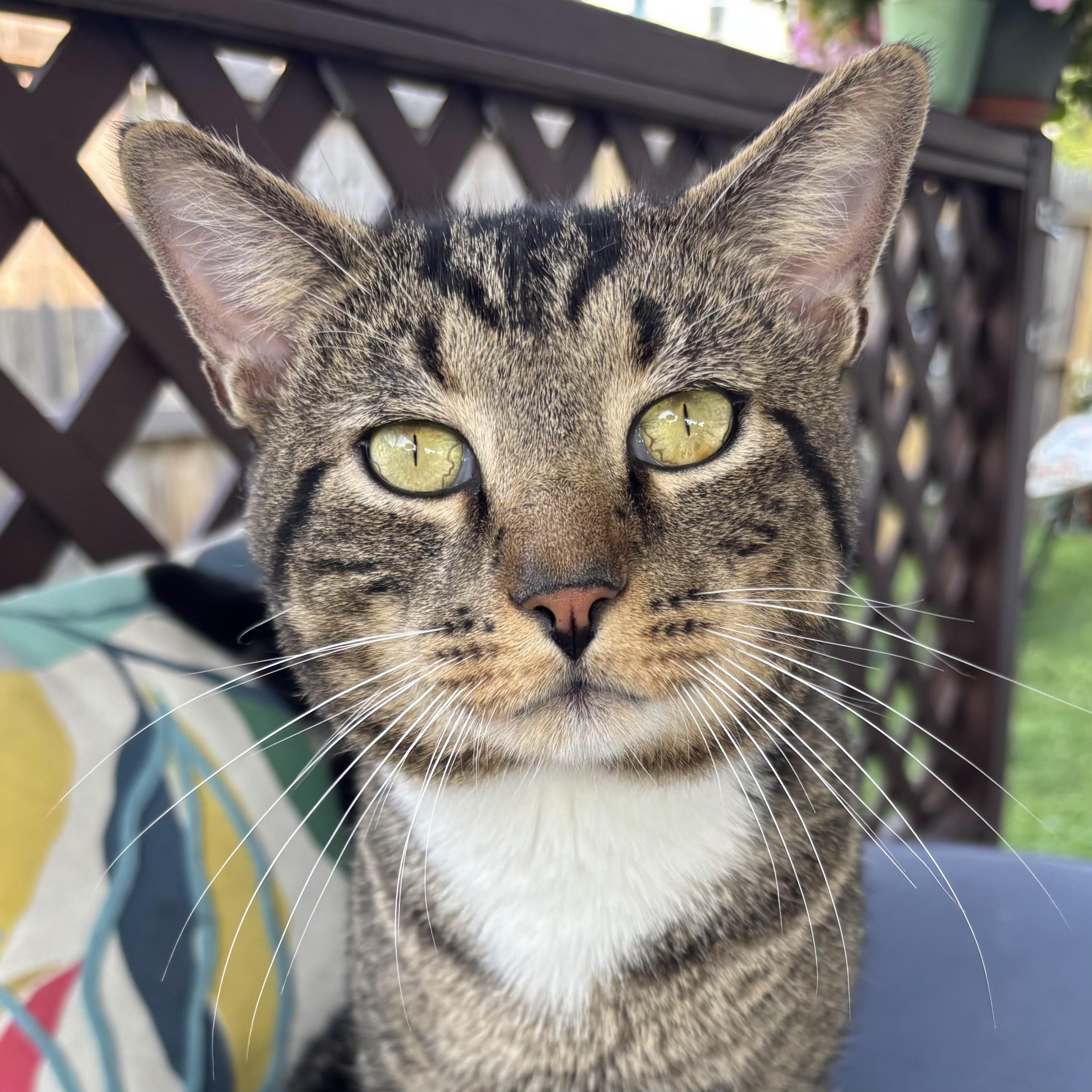 Leo, a Adoptable Domestic Short Hair in Amsterdam, NY image 3/5