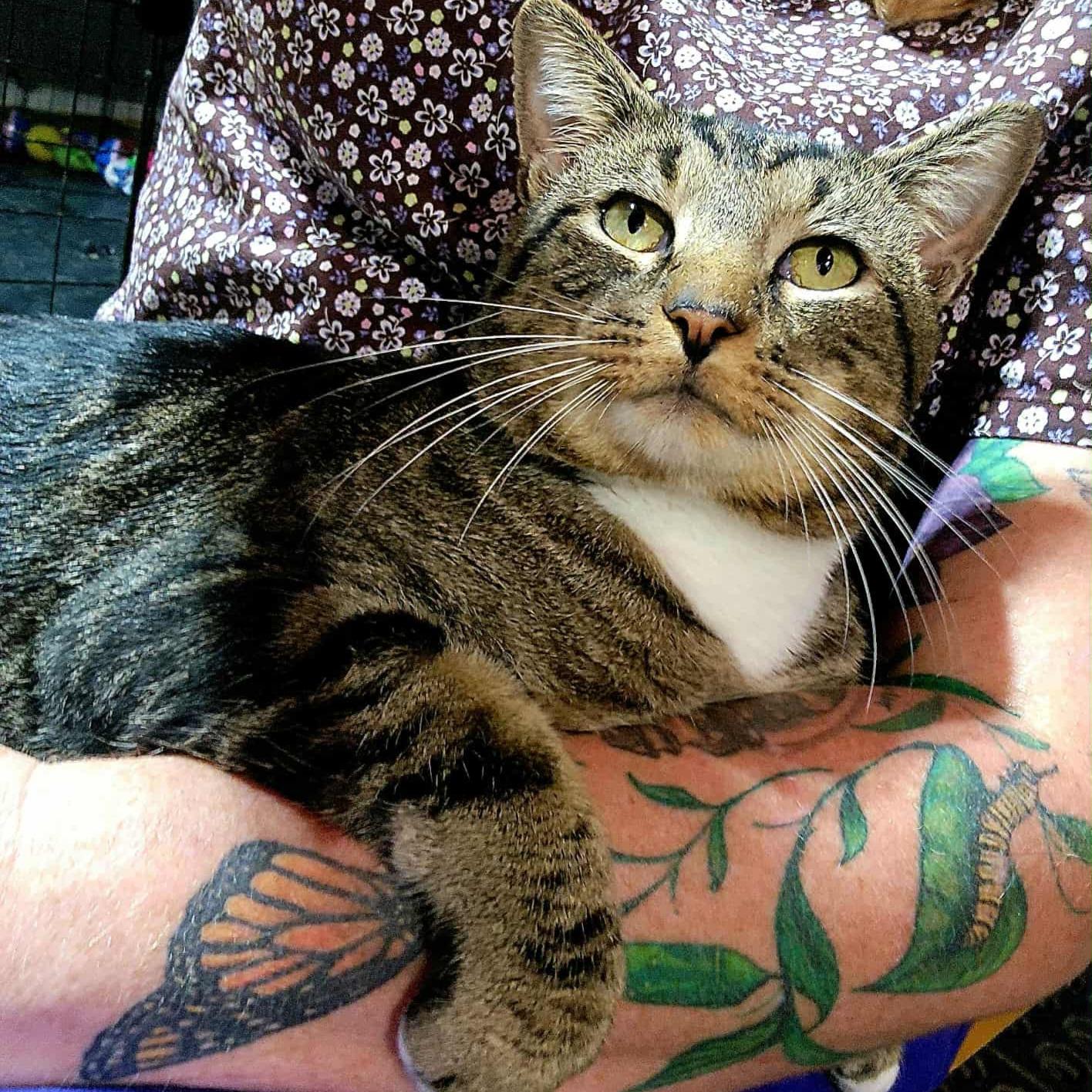 Leo, a Adoptable Domestic Short Hair in Amsterdam, NY image 4/5