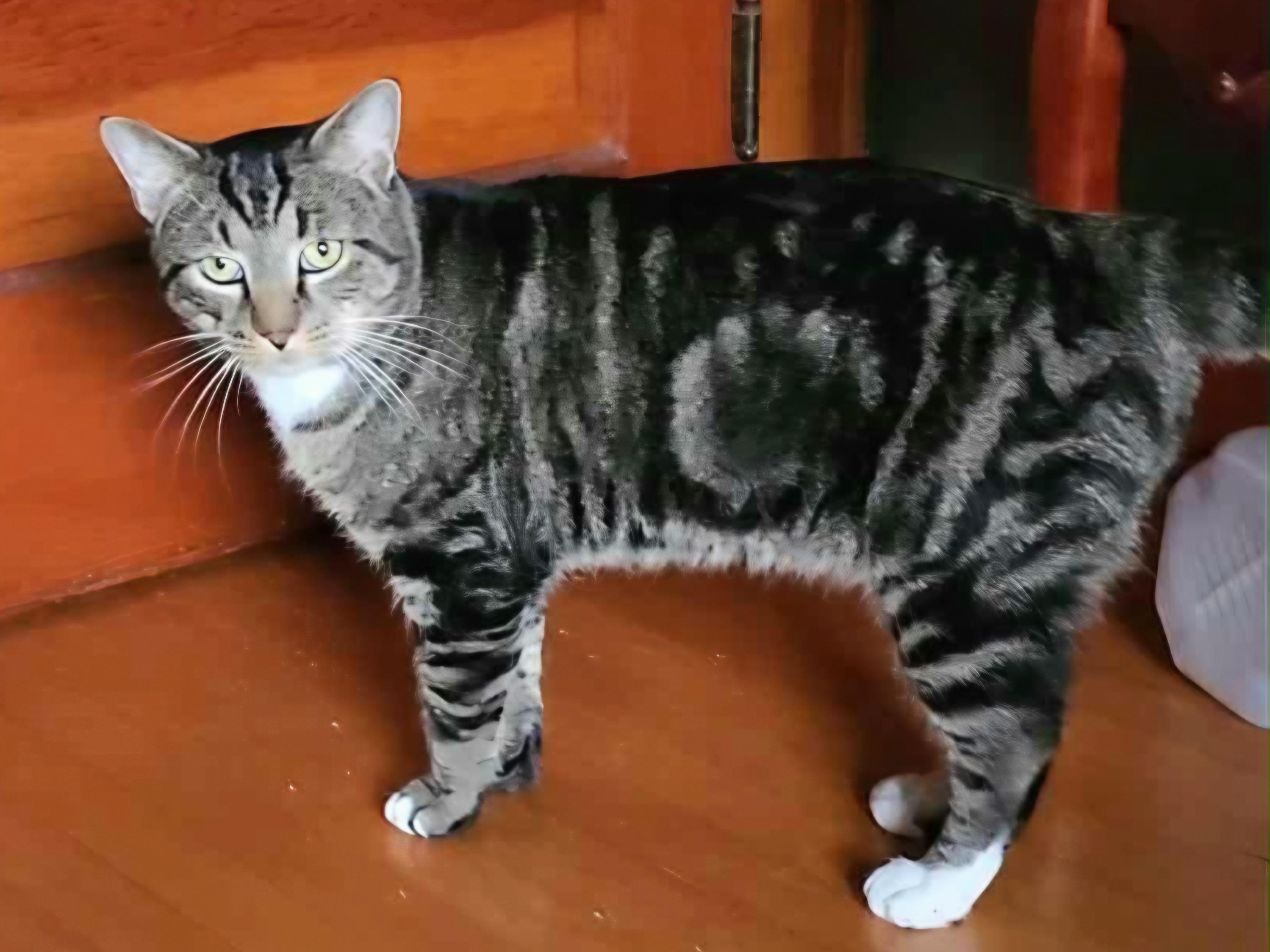 Leo, a Adoptable Domestic Short Hair in Amsterdam, NY image 5/5