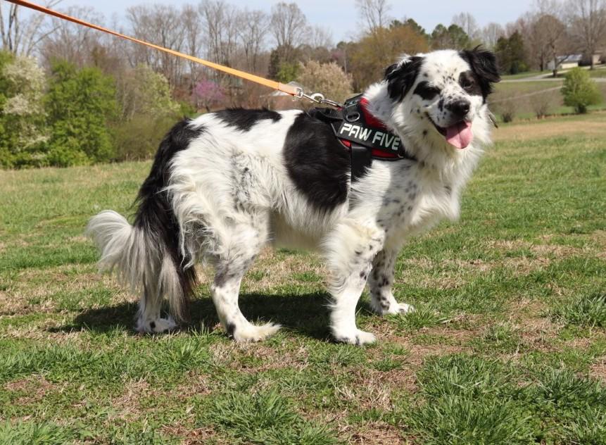 Enlarge Luka, a ADOPTABLE mixed breed in Portland , ME image 1/6