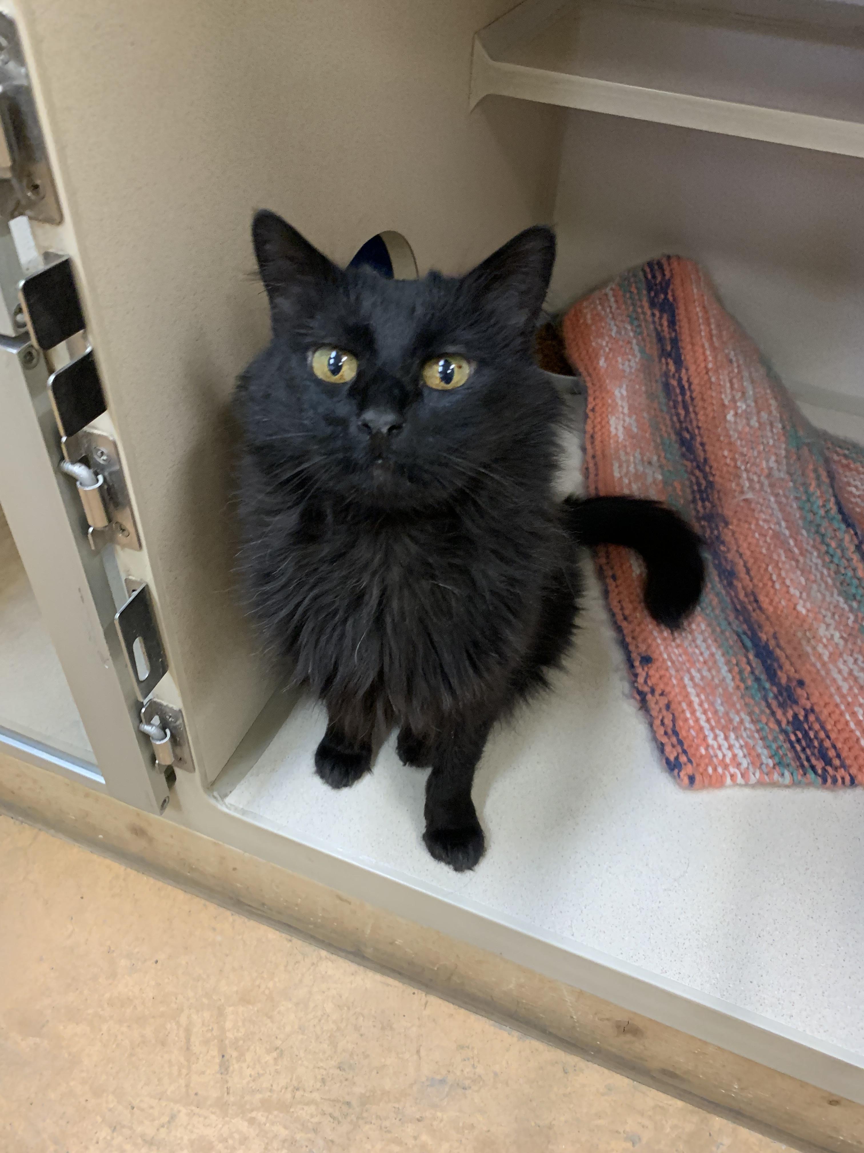 Lucky, an adoptable Domestic Medium Hair in Thayne, WY, 83127 | Photo Image 5