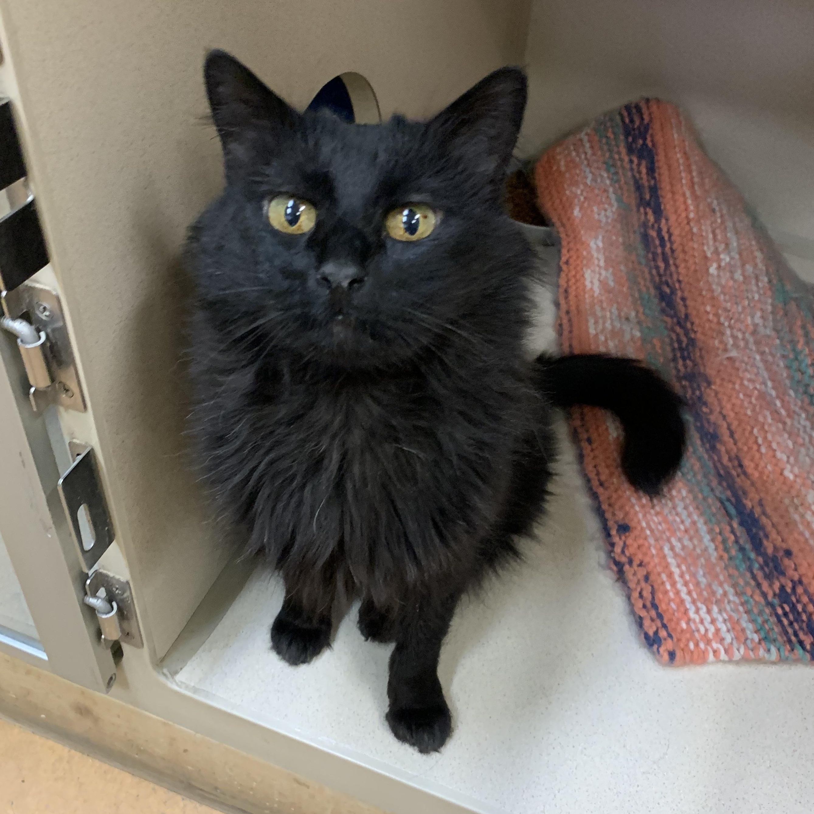 Enlarge Lucky, a Adoptable mixed breed in Thayne, WY image 2/5