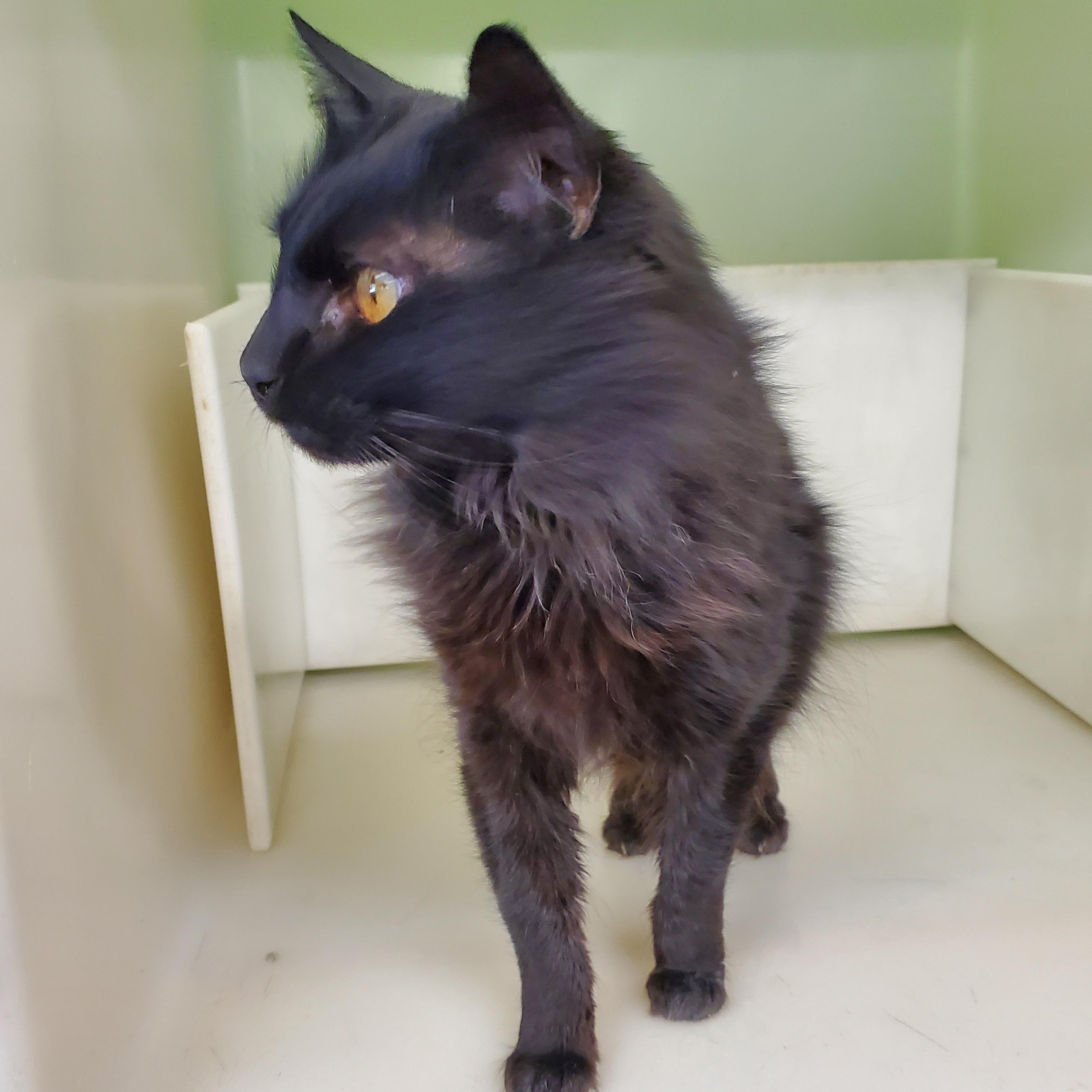 Lucky, an adoptable Domestic Medium Hair in Thayne, WY, 83127 | Photo Image 3
