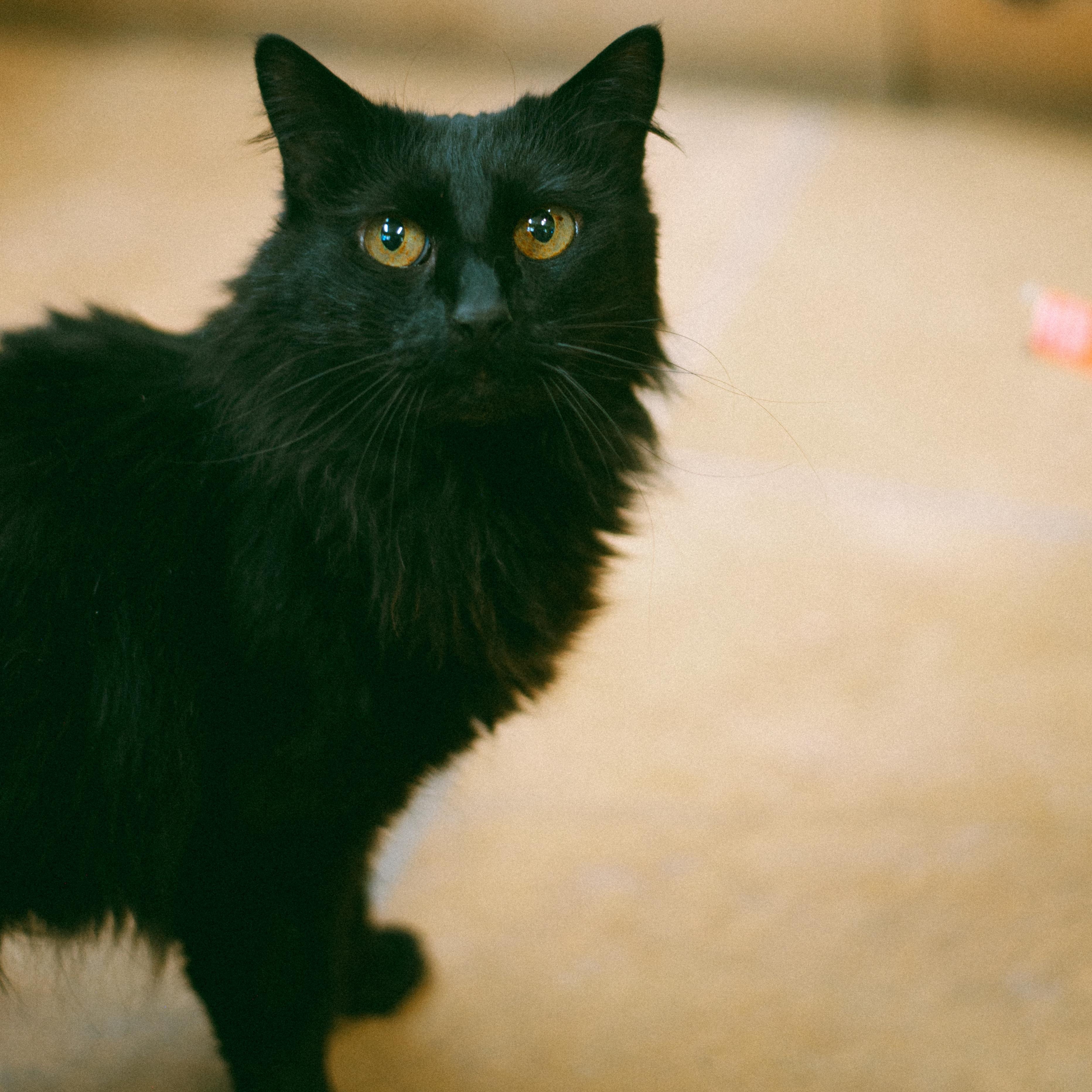 Lucky, Adoptable, Adult Female Domestic Medium Hair.