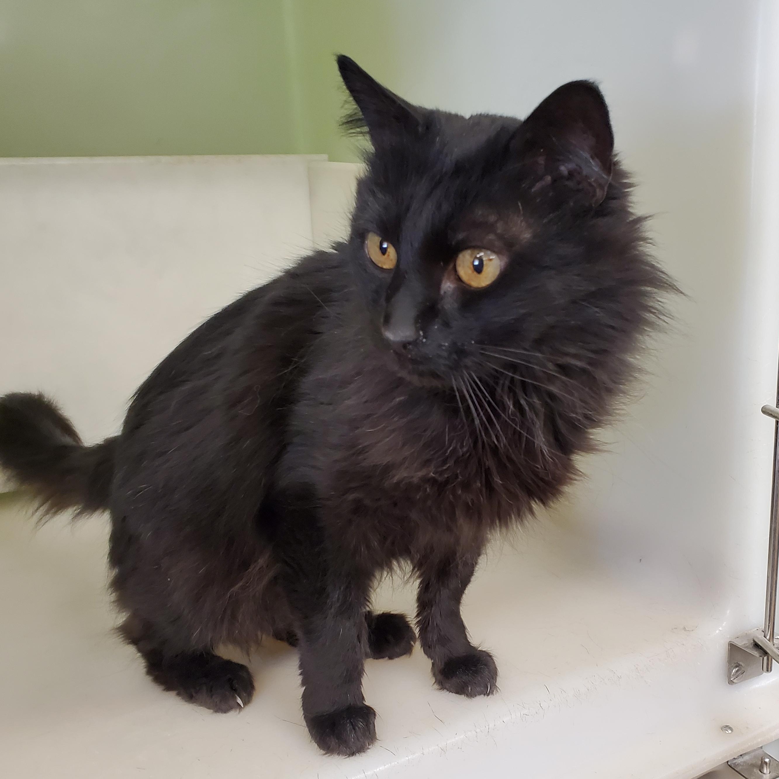 Lucky, an adoptable Domestic Medium Hair in Thayne, WY, 83127 | Photo Image 2