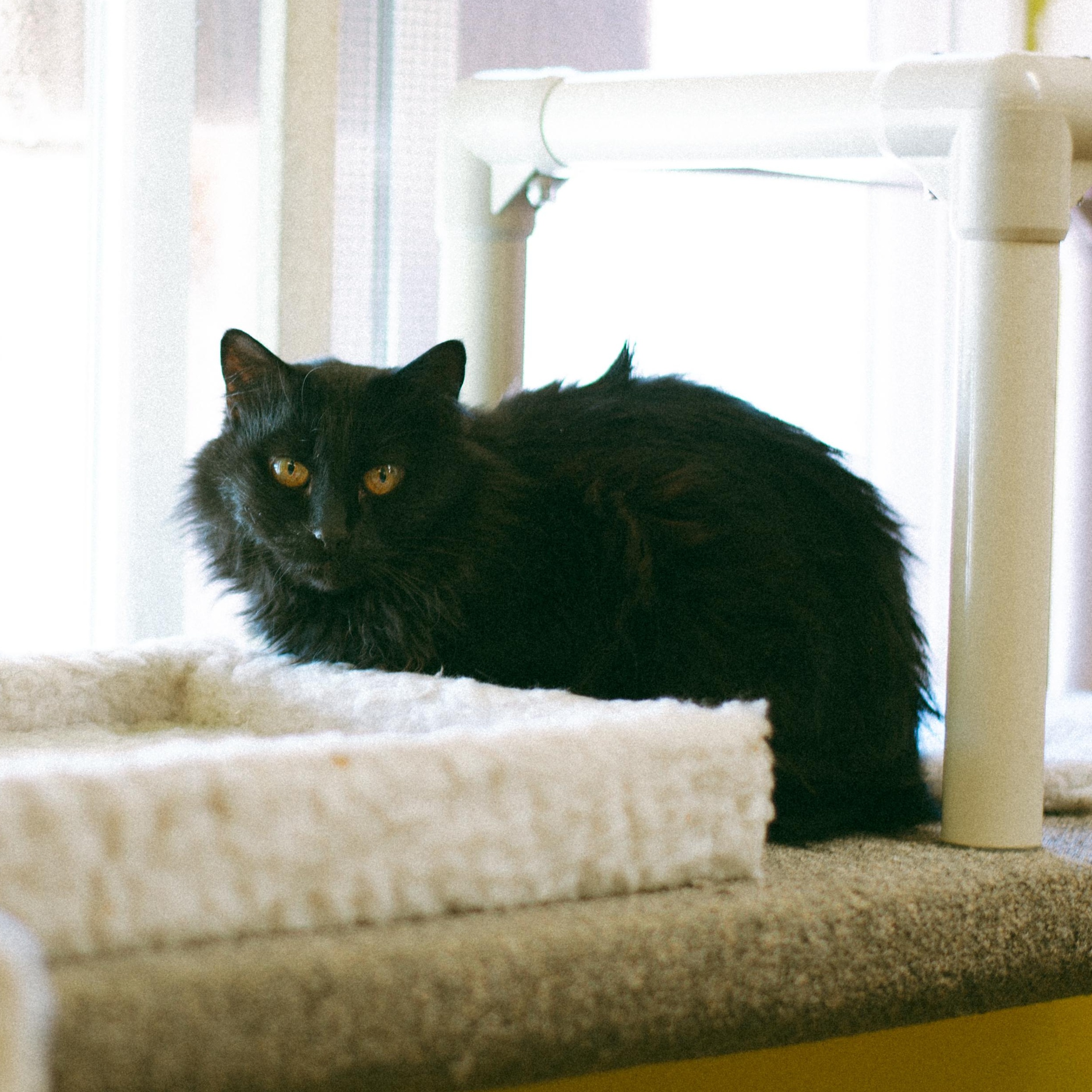 Lucky, Adoptable, Adult Female Domestic Medium Hair.