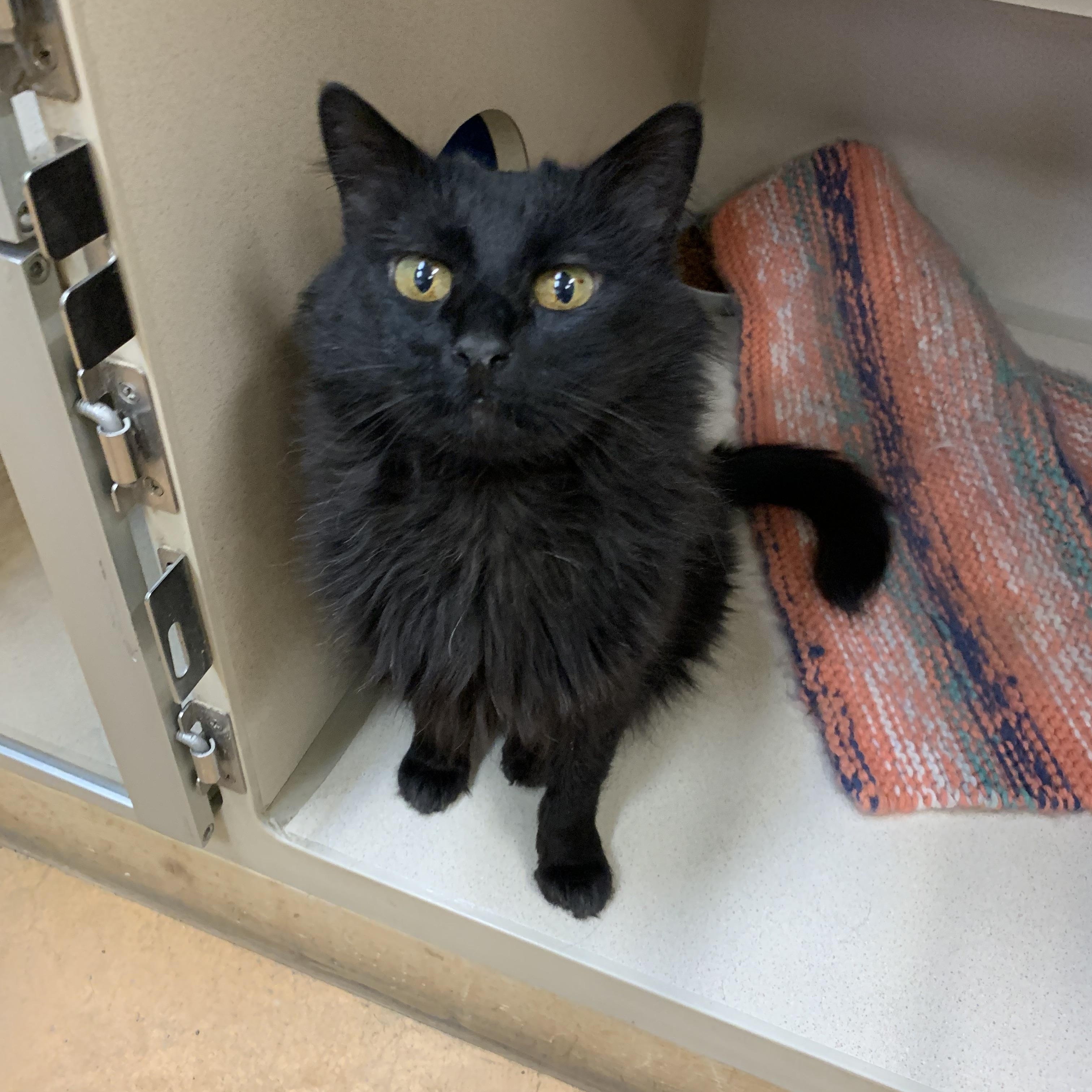 Lucky, Adult Female unknown