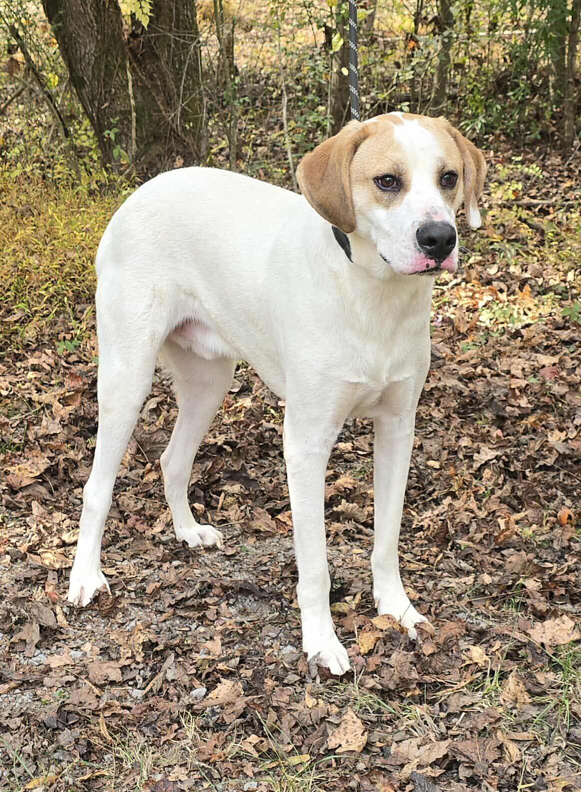 Harley *foster needed*