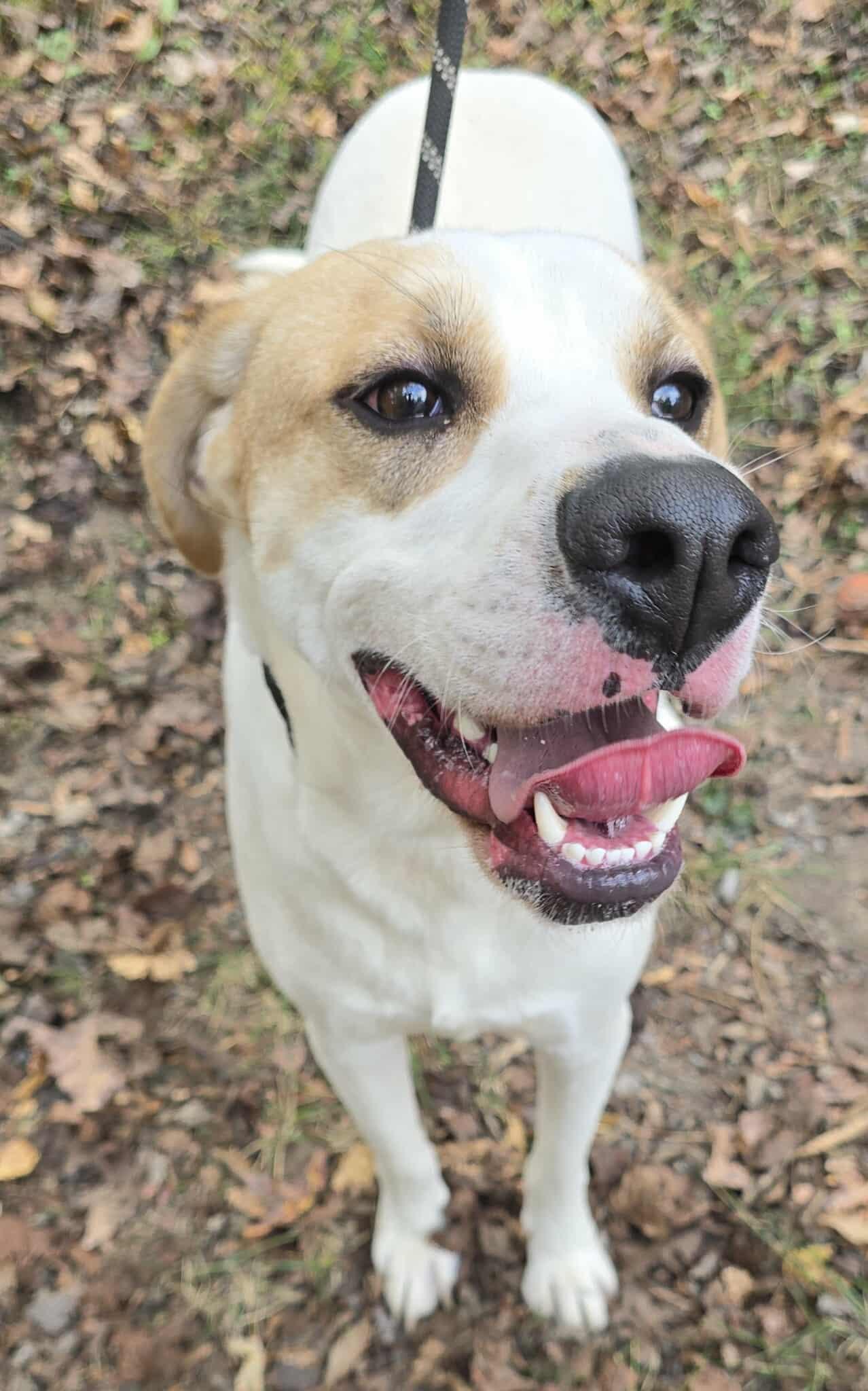 Harley *foster needed*