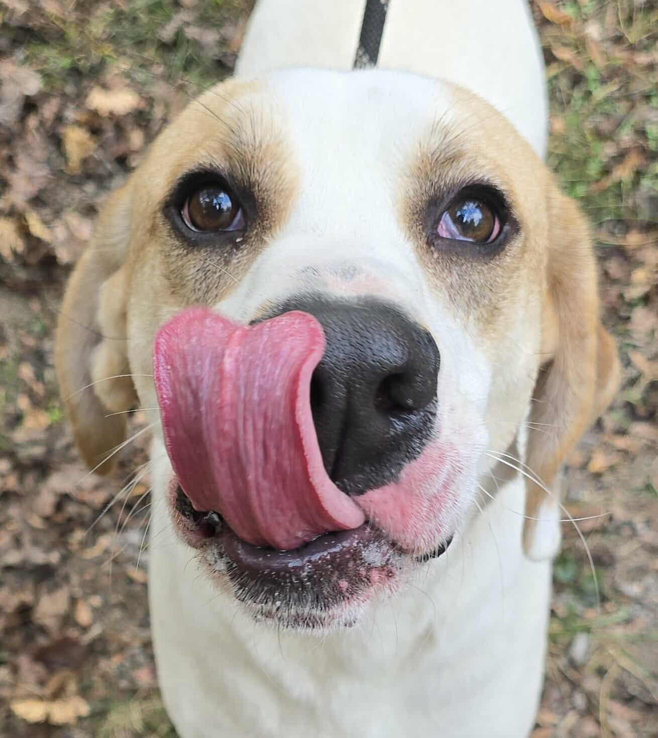 Harley *foster needed*