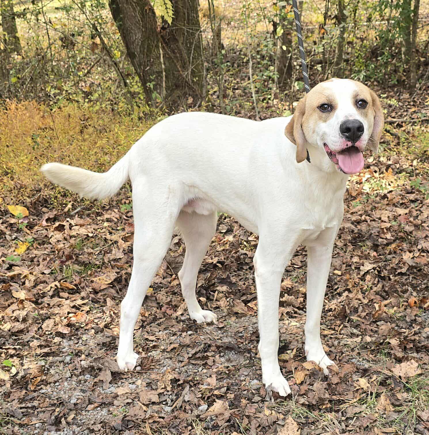 Harley *foster needed*