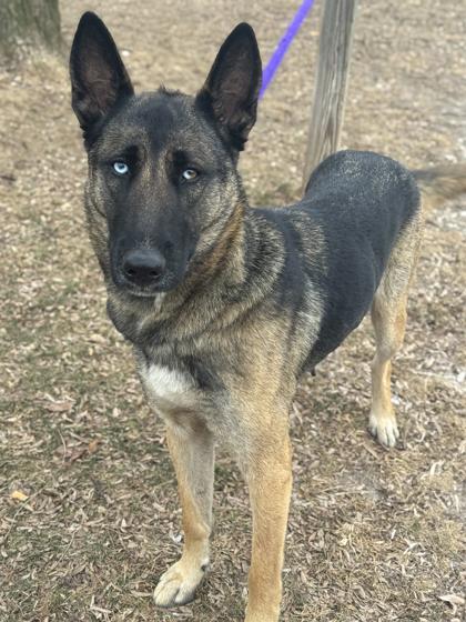 Sasha — thumbnail 2