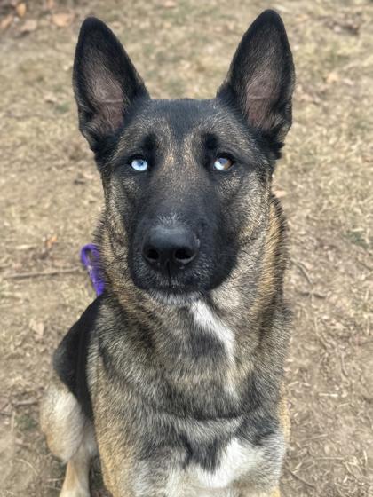 Sasha — thumbnail 3