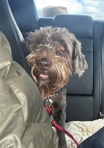 Enlarge Benito, a Adopted mixed breed in San Diego, CA image 1/3