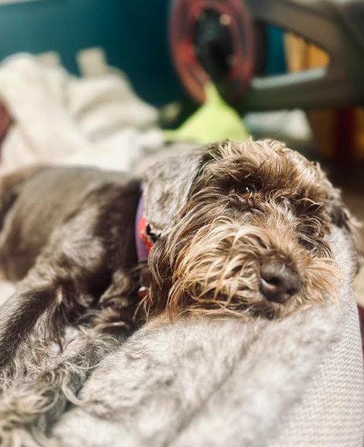 Enlarge Benito, a Adopted mixed breed in San Diego, CA image 2/3