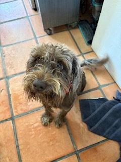 Enlarge Benito, a Adopted mixed breed in San Diego, CA image 3/3