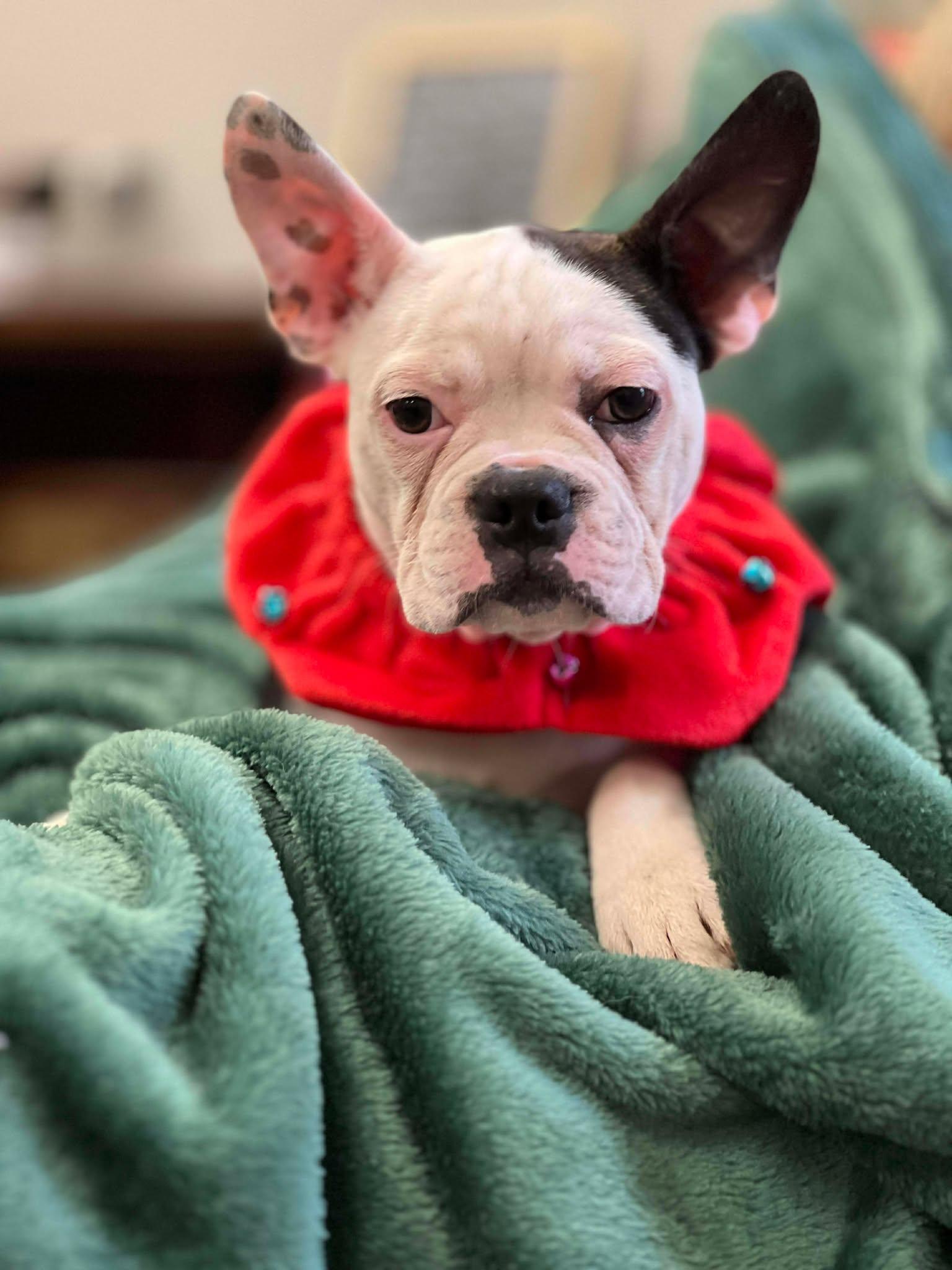 Enlarge Charlotte the Frenchton pup, an adopted mixed breed in Muskego, WI image 1/4