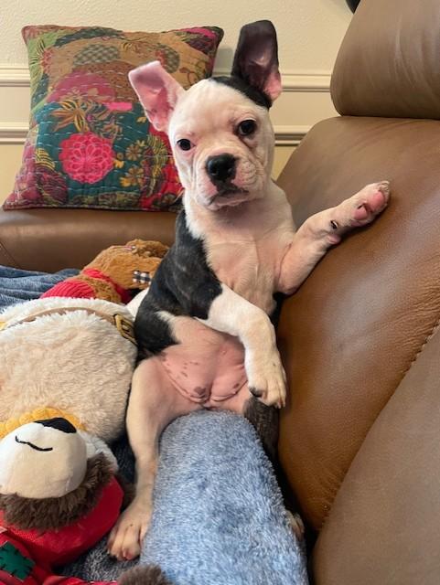 Enlarge Charlotte the Frenchton pup, an adopted mixed breed in Muskego, WI image 2/4