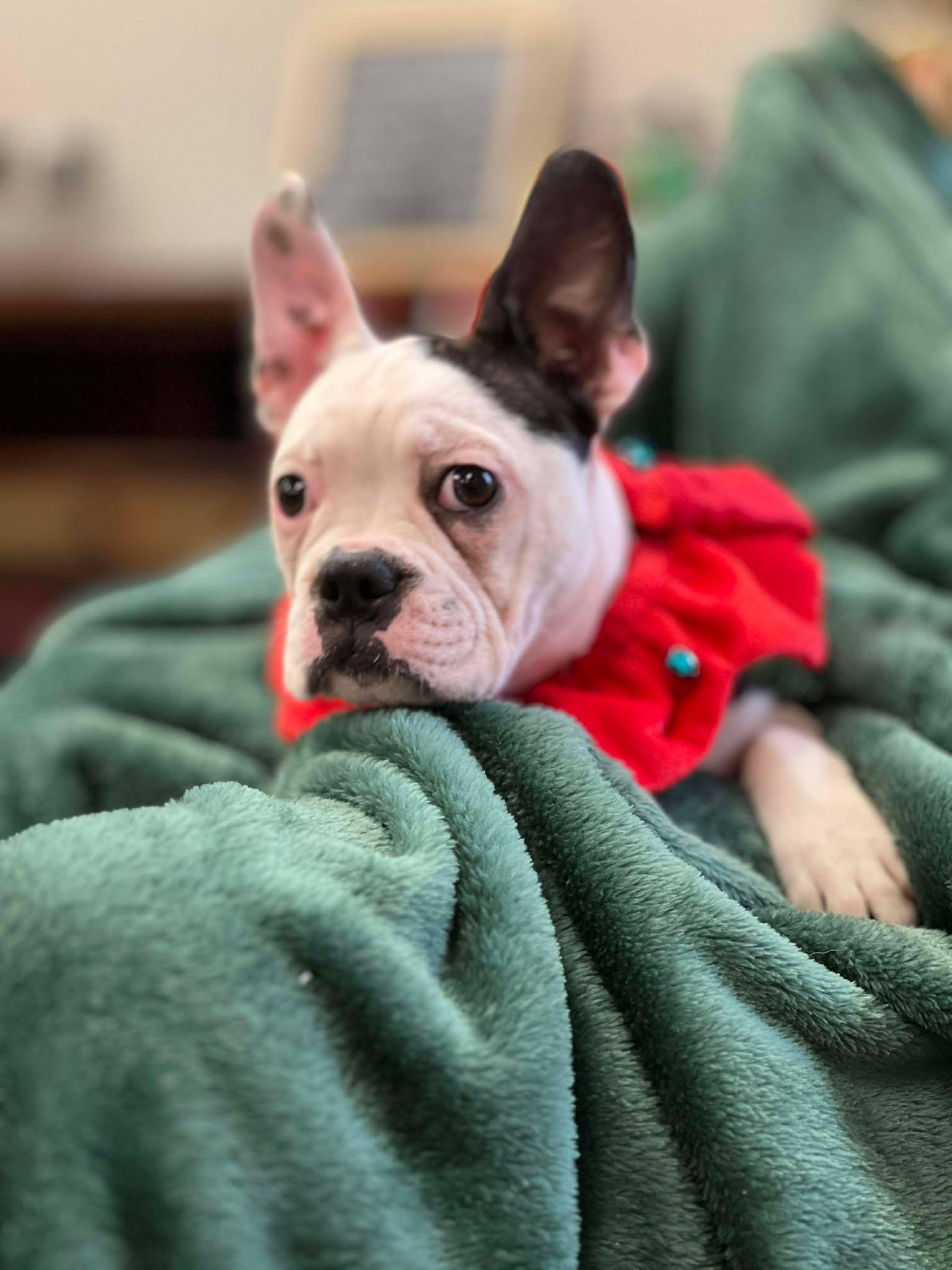 Enlarge Charlotte the Frenchton pup, an adopted mixed breed in Muskego, WI image 3/4