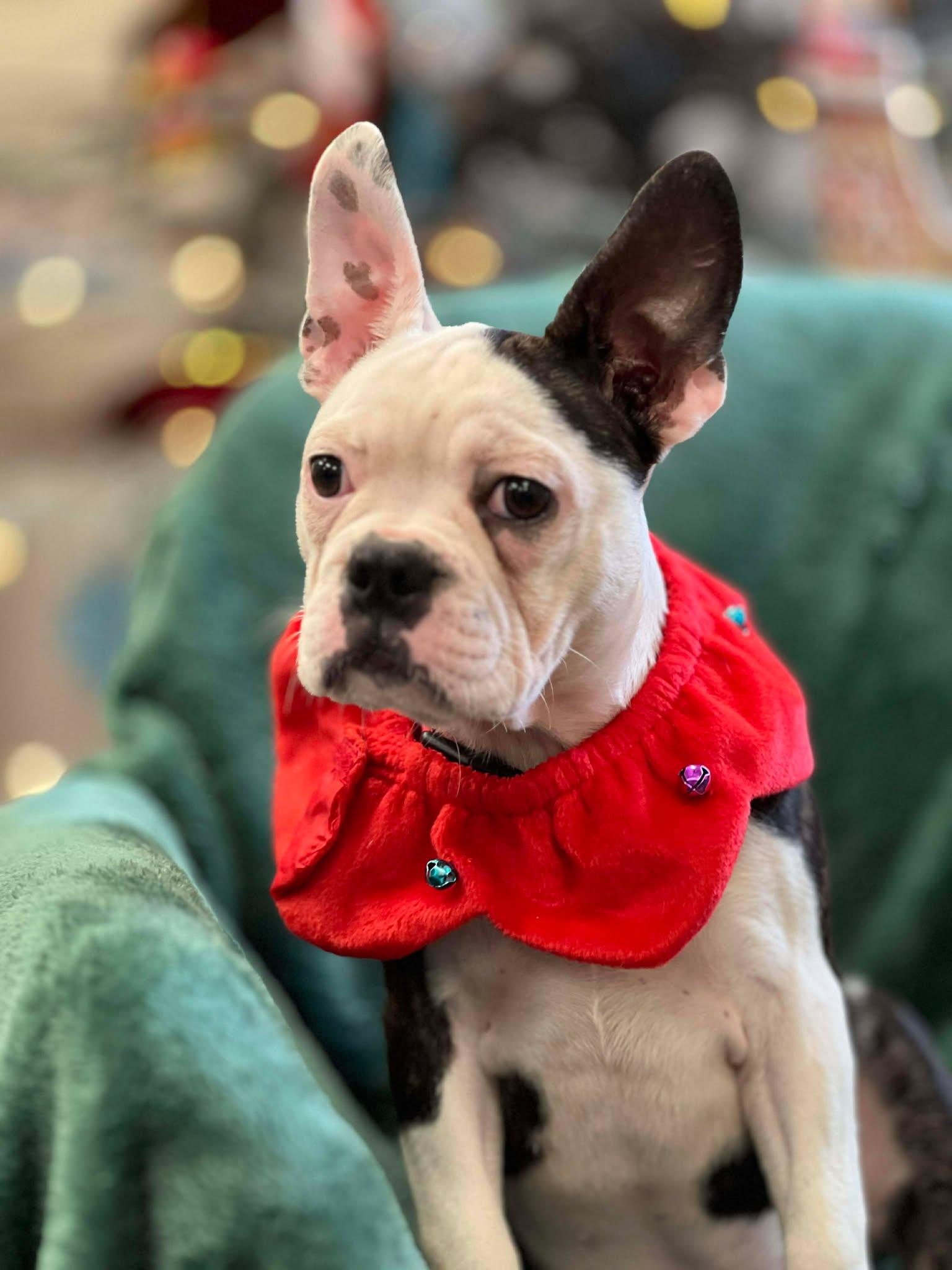 Enlarge Charlotte the Frenchton pup, an adopted mixed breed in Muskego, WI image 4/4