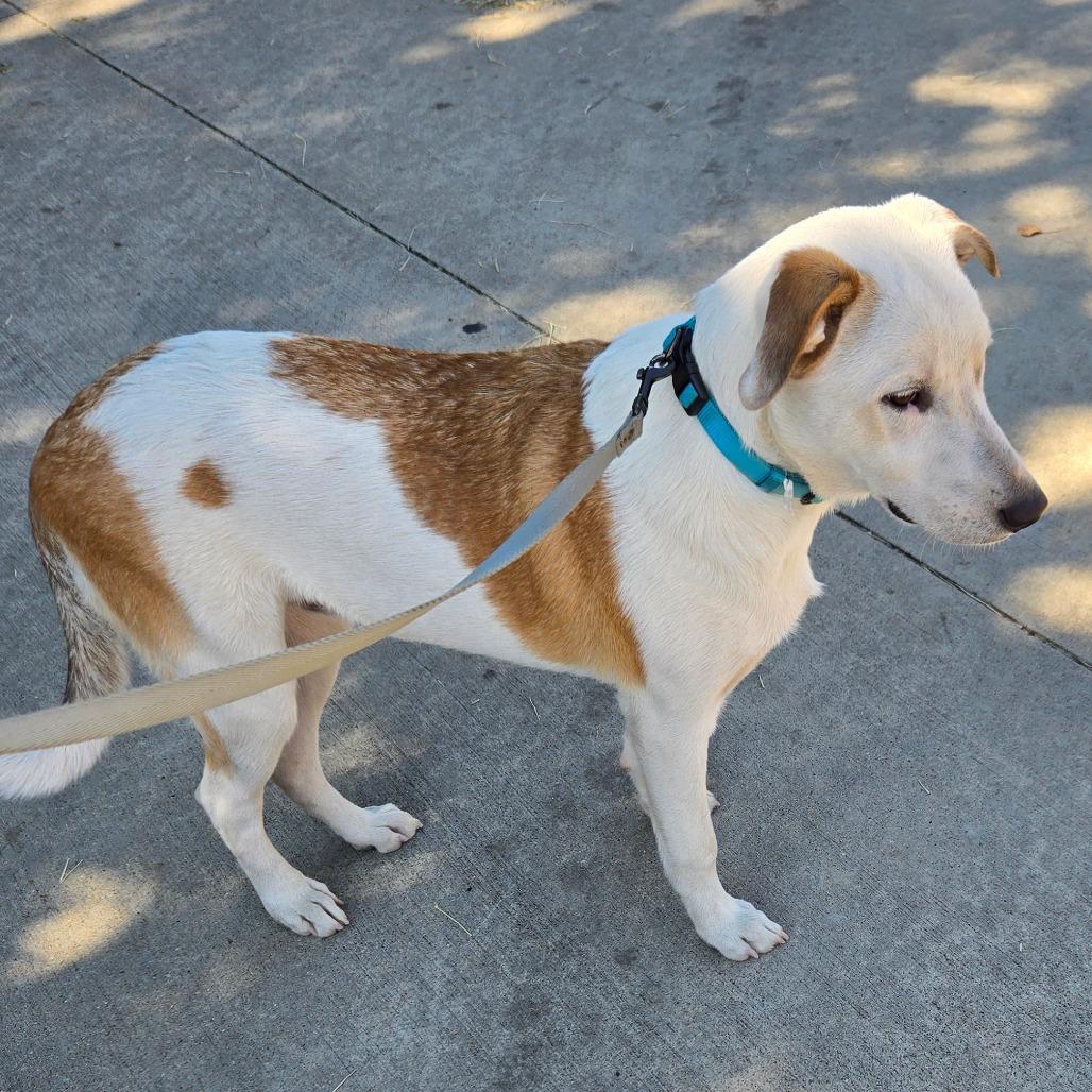 Enlarge Whopper, a Adoptable mixed breed in Houston, TX image 1/3