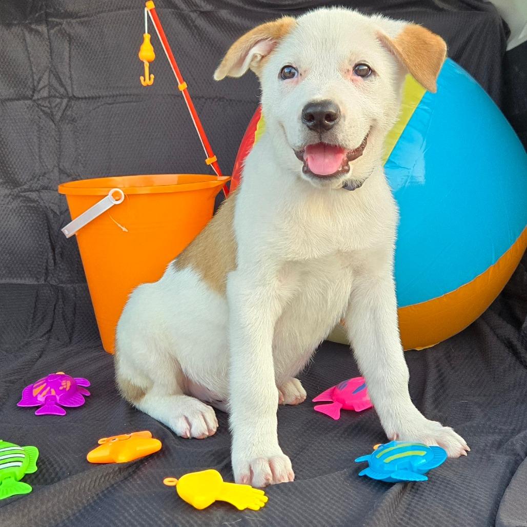 Enlarge Whopper, a Adoptable mixed breed in Houston, TX image 2/3