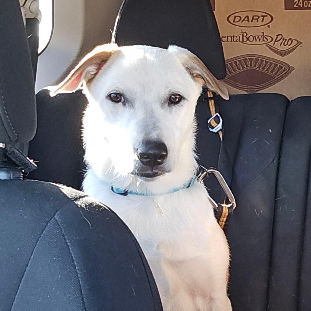 Enlarge Whopper, a Adoptable mixed breed in Houston, TX image 3/3