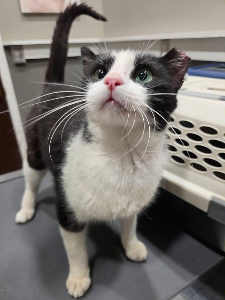 Enlarge Bradlie, a Adoptable Domestic Short Hair in College Station, TX image 4/4