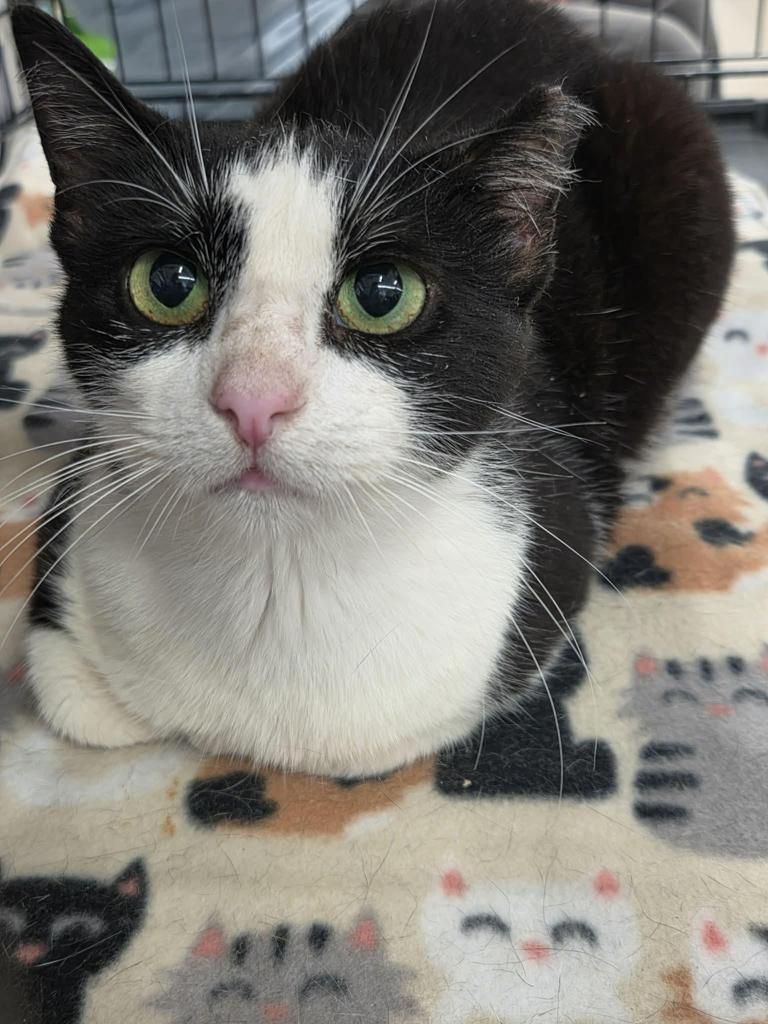 Bradlie, Adoptable, Young Female Domestic Short Hair.