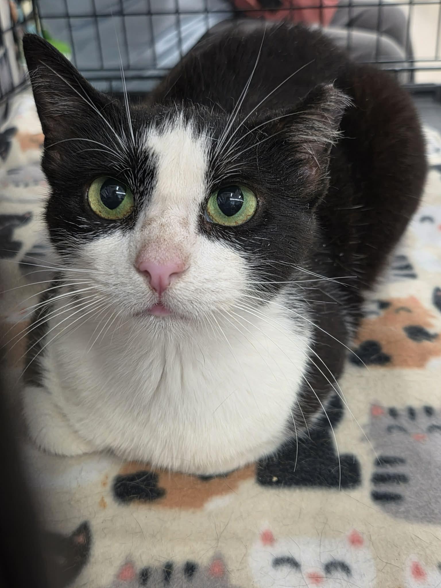 Enlarge Bradlie, a Adoptable Domestic Short Hair in College Station, TX image 3/4