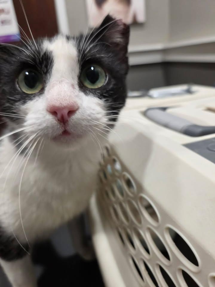 Enlarge Bradlie, a Adoptable Domestic Short Hair in College Station, TX image 2/4