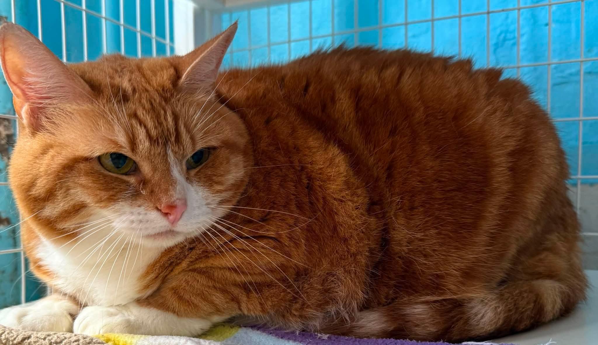 Lady Cattilina, Adoptable, Adult Female Domestic Medium Hair.