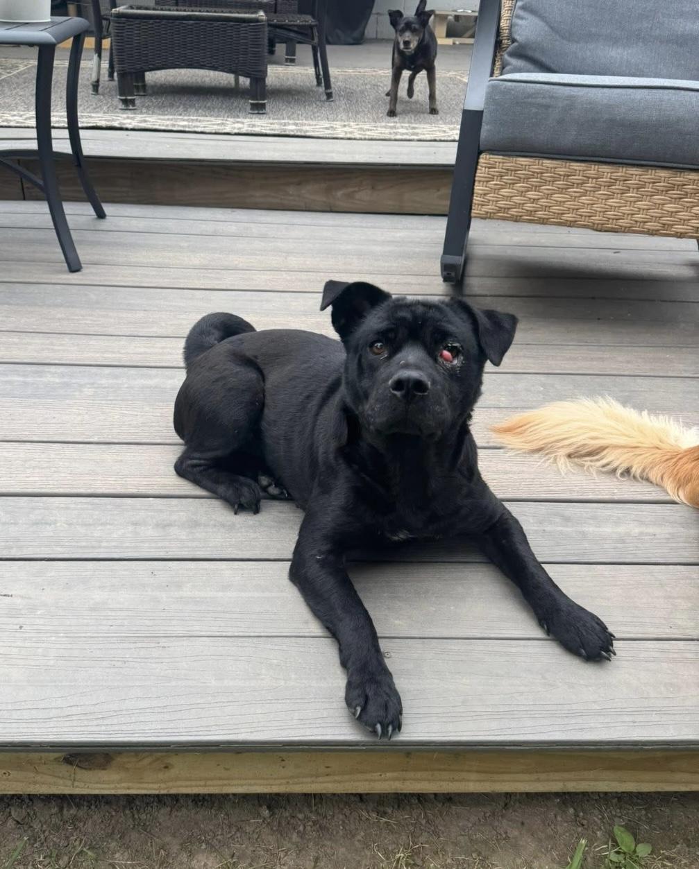 Billy Goat, a Adopted mixed breed in Rochester, NY image 2/4