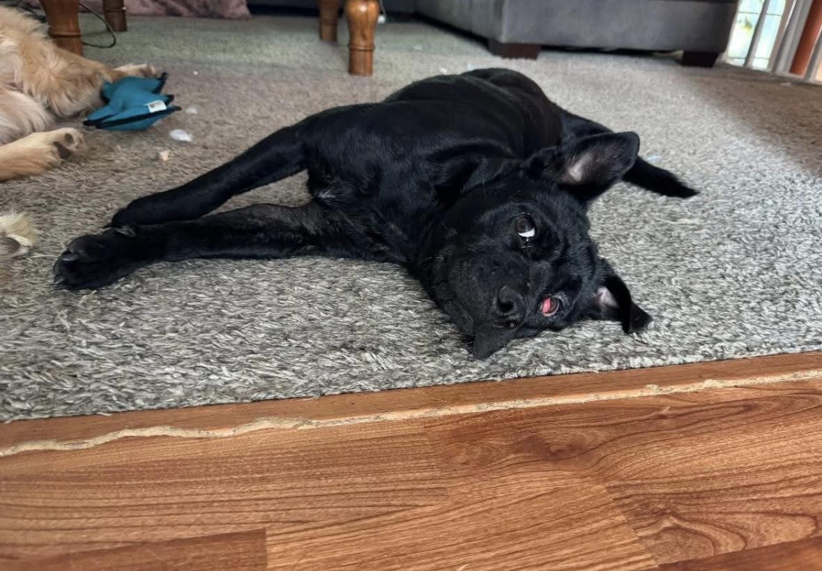 Billy Goat, a Adopted mixed breed in Rochester, NY image 4/4