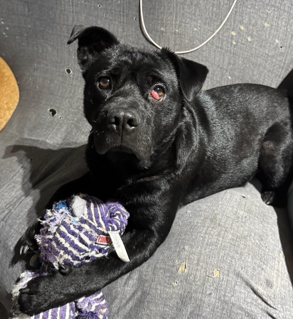 Billy Goat, a Adopted mixed breed in Rochester, NY image 1/4