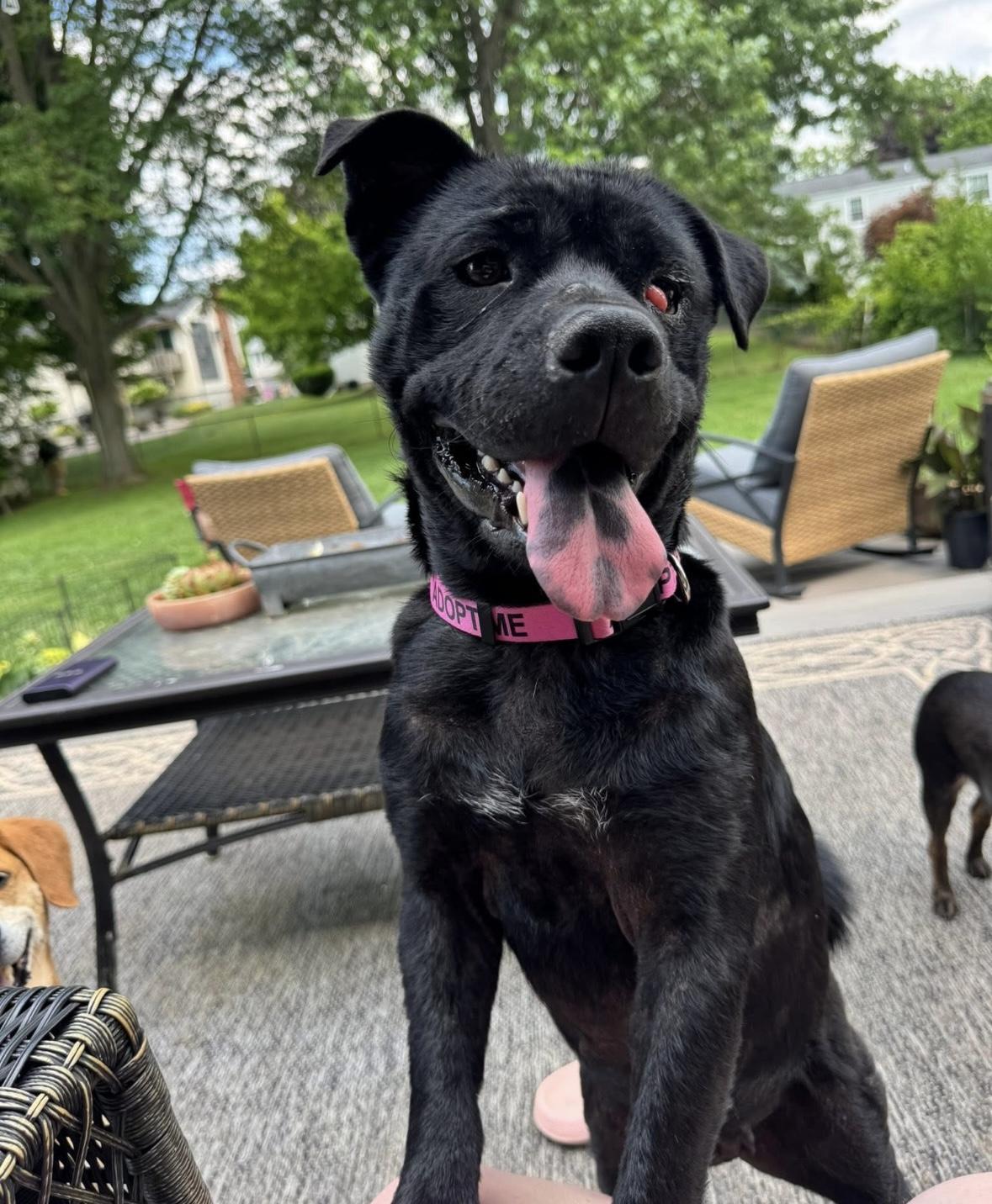 Billy Goat, a Adopted mixed breed in Rochester, NY image 3/4