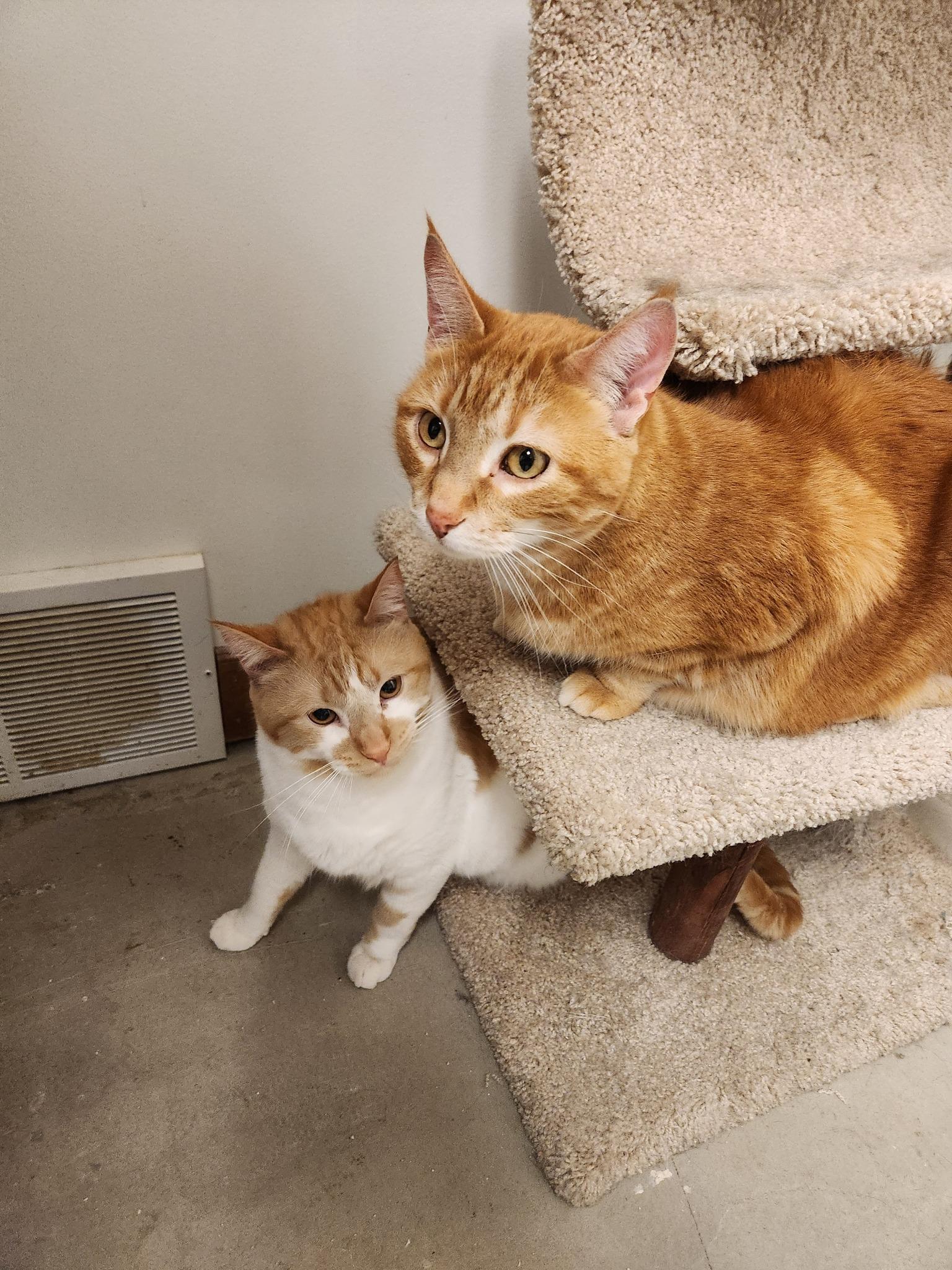 CROISSANT, adoptable, Adult Male Domestic Short Hair.