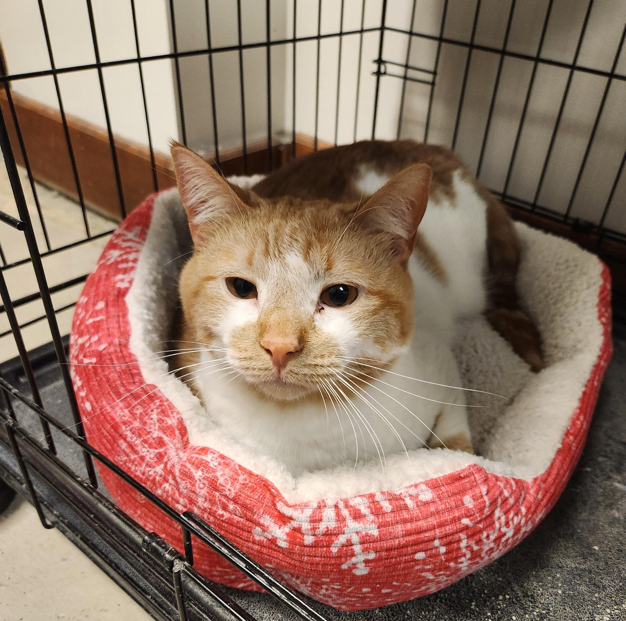 Enlarge CROISSANT, an adoptable Domestic Short Hair in Grand Forks, ND image 2/2