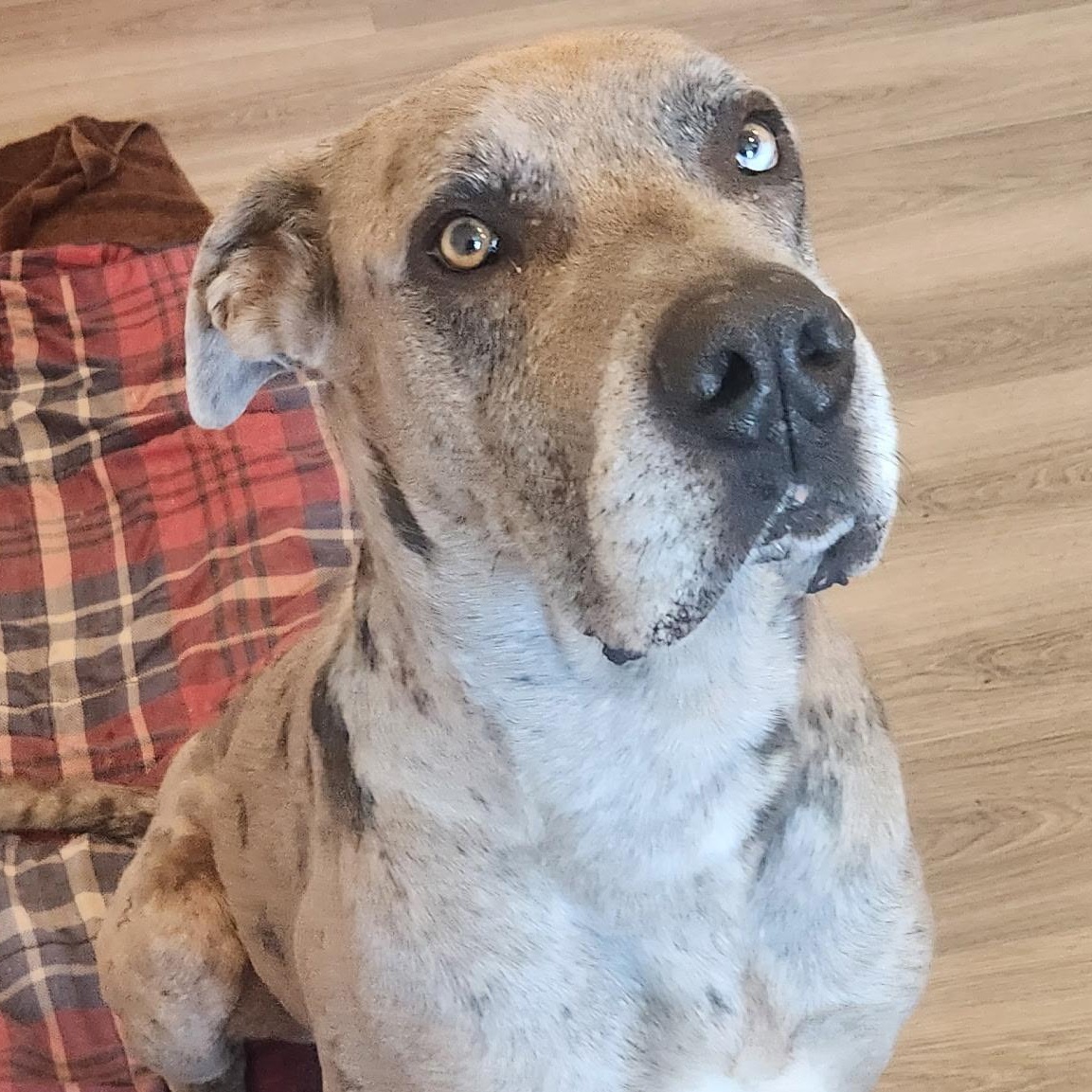 Enlarge Scooby, an adoptable mixed breed in Krum, TX image 1/6