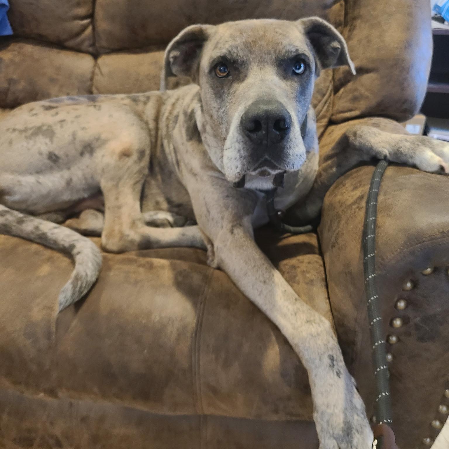 Enlarge Scooby, an adoptable mixed breed in Krum, TX image 3/6