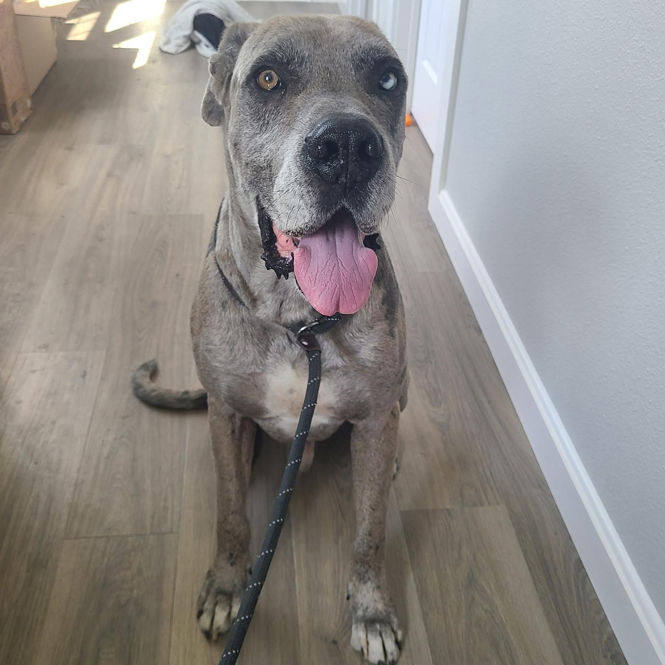 Enlarge Scooby, an adoptable mixed breed in Krum, TX image 6/6