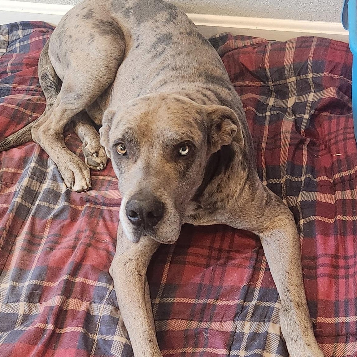 Enlarge Scooby, an adoptable mixed breed in Krum, TX image 5/6