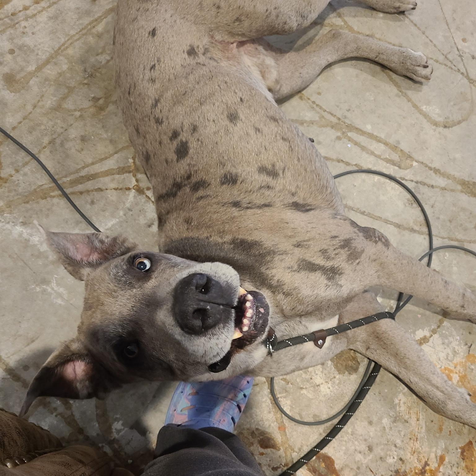 Enlarge Scooby, an adoptable mixed breed in Krum, TX image 2/6