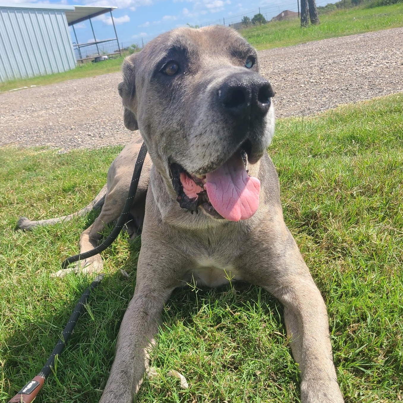 Enlarge Scooby, an adoptable mixed breed in Krum, TX image 4/6