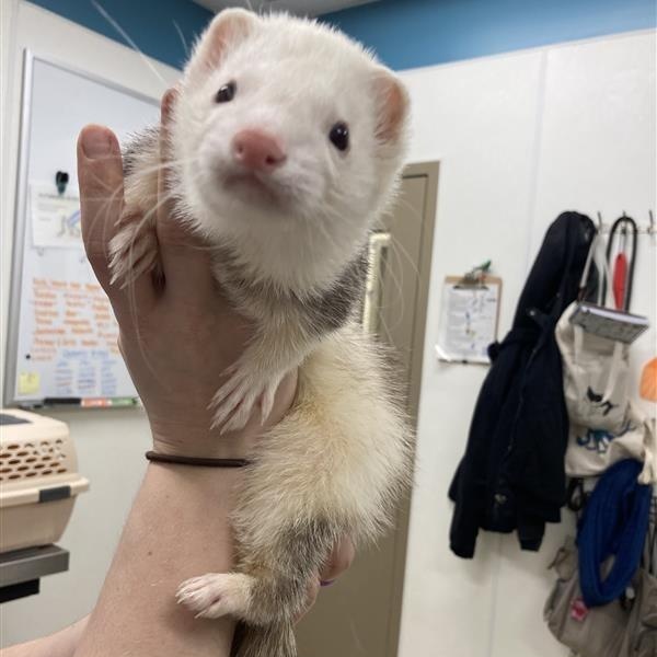 Enlarge Nelson, an adopted Ferret in Prince Frederick, MD image 1/1